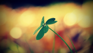 波黑女子曲棍球队实力超群-取得胜利