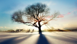 尼克斯全面获胜！纽约球队势不可挡